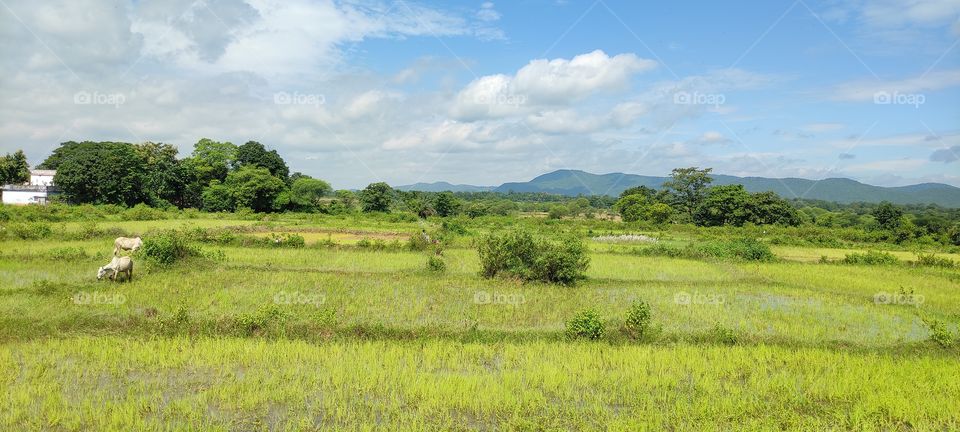 A beautiful scenery of village.