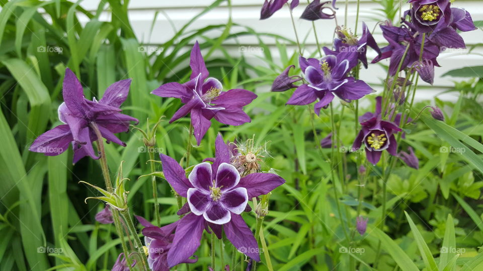 Gorgeous Purple Flowers