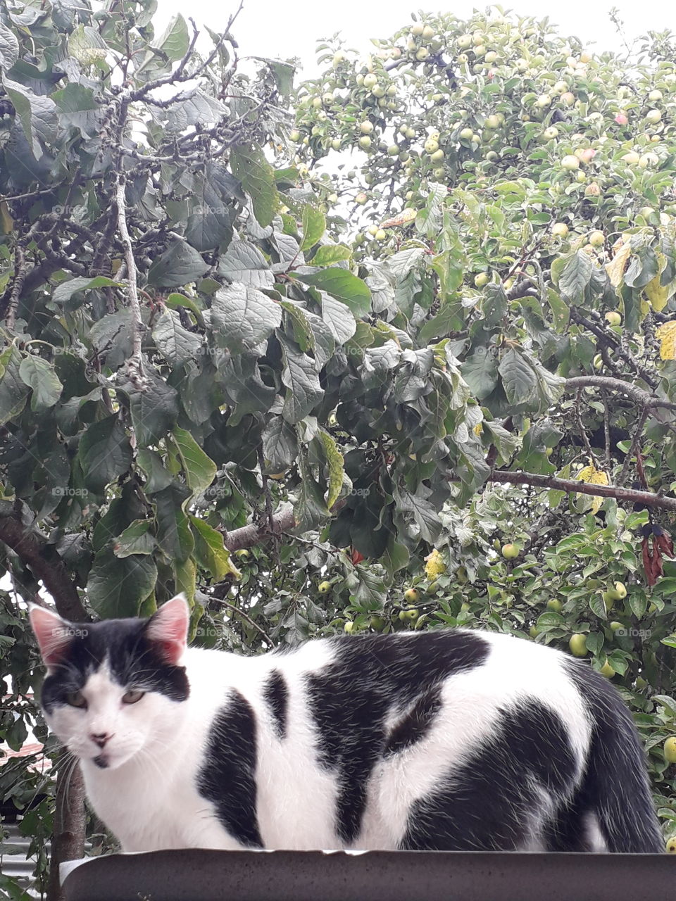 gato en el tejado