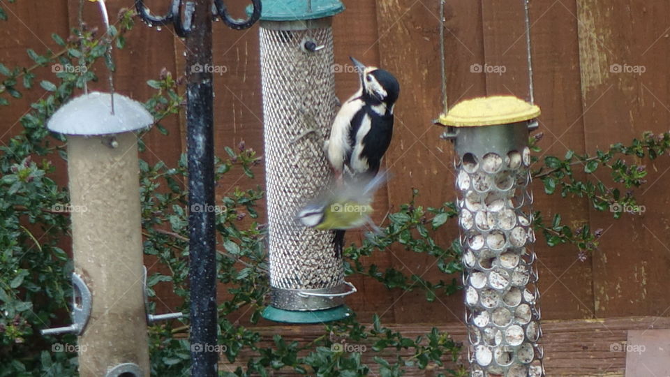 Great spotted woodpecker 