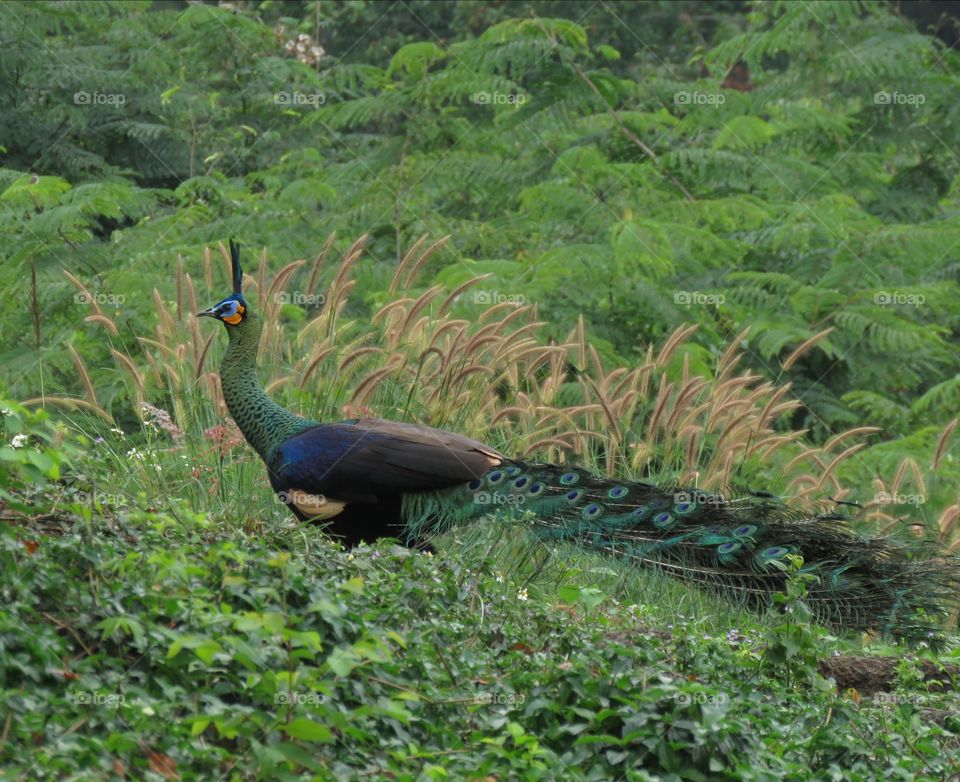 Bird, Wildlife, Nature, Feather, Neck