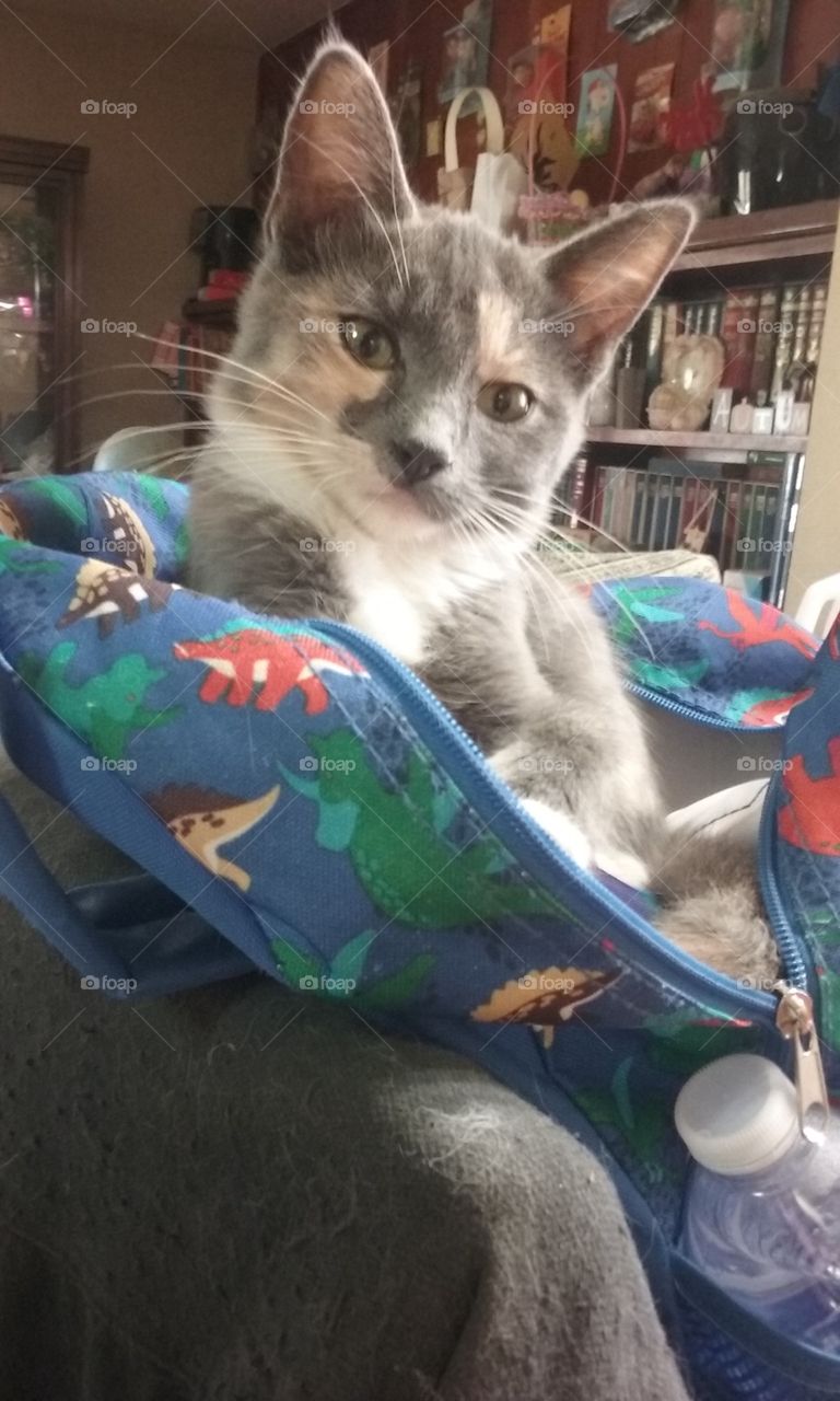 kitten in a backpack