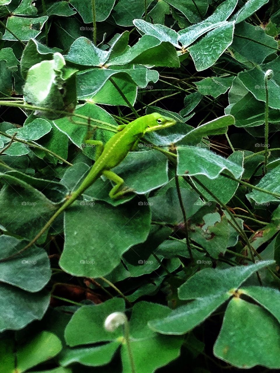 A Denizen of the Park