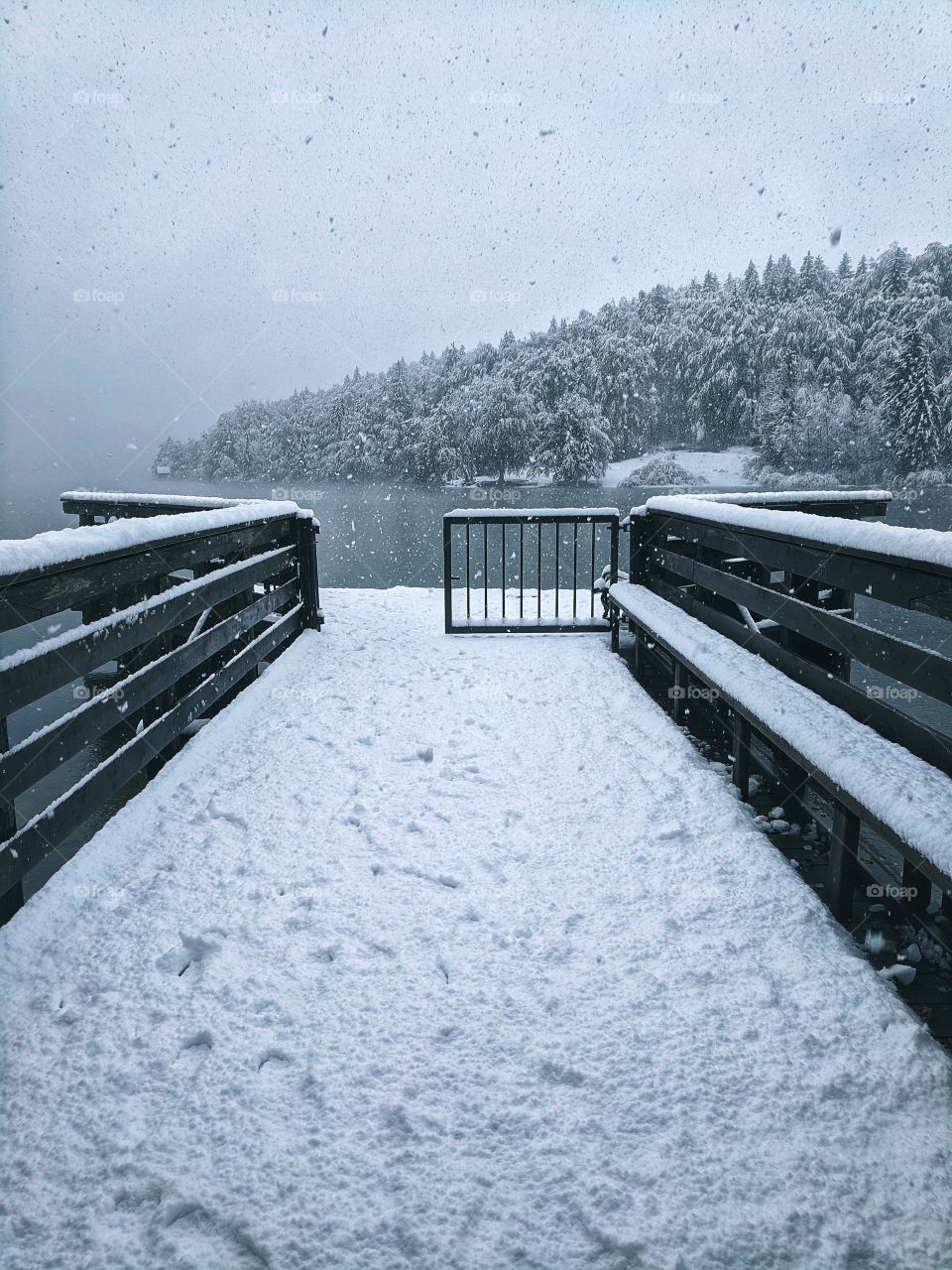 View of snowfall over the river and snow-covered Christmas trees in winter