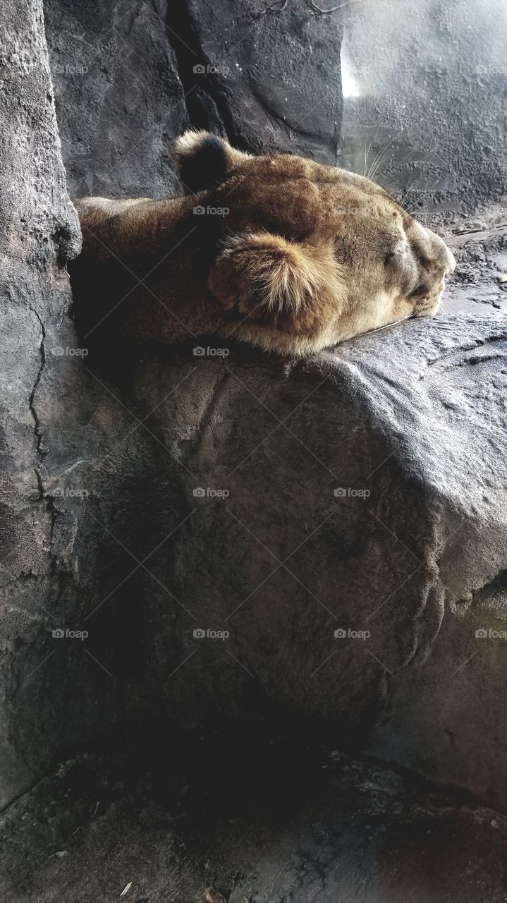Lions nap time!