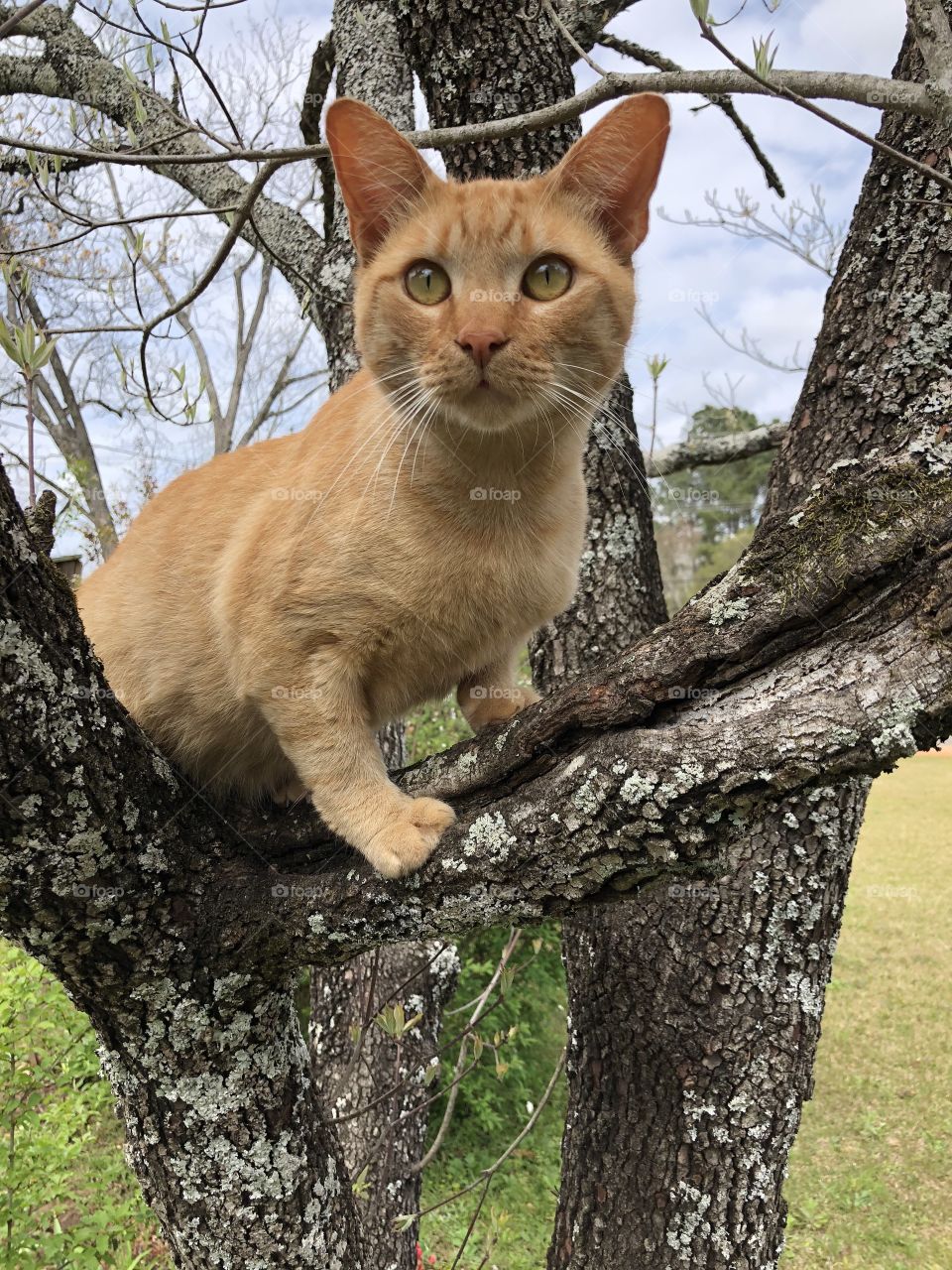 Orange cat perched on a tree staring with big eyes