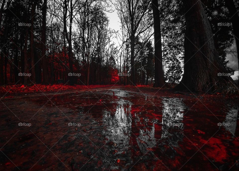 Tree, Landscape, Wood, Fall, Water