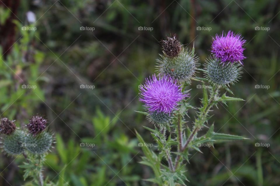 Close-up of wildflower