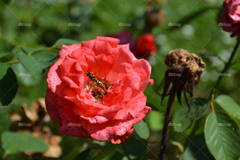 Bee in rose