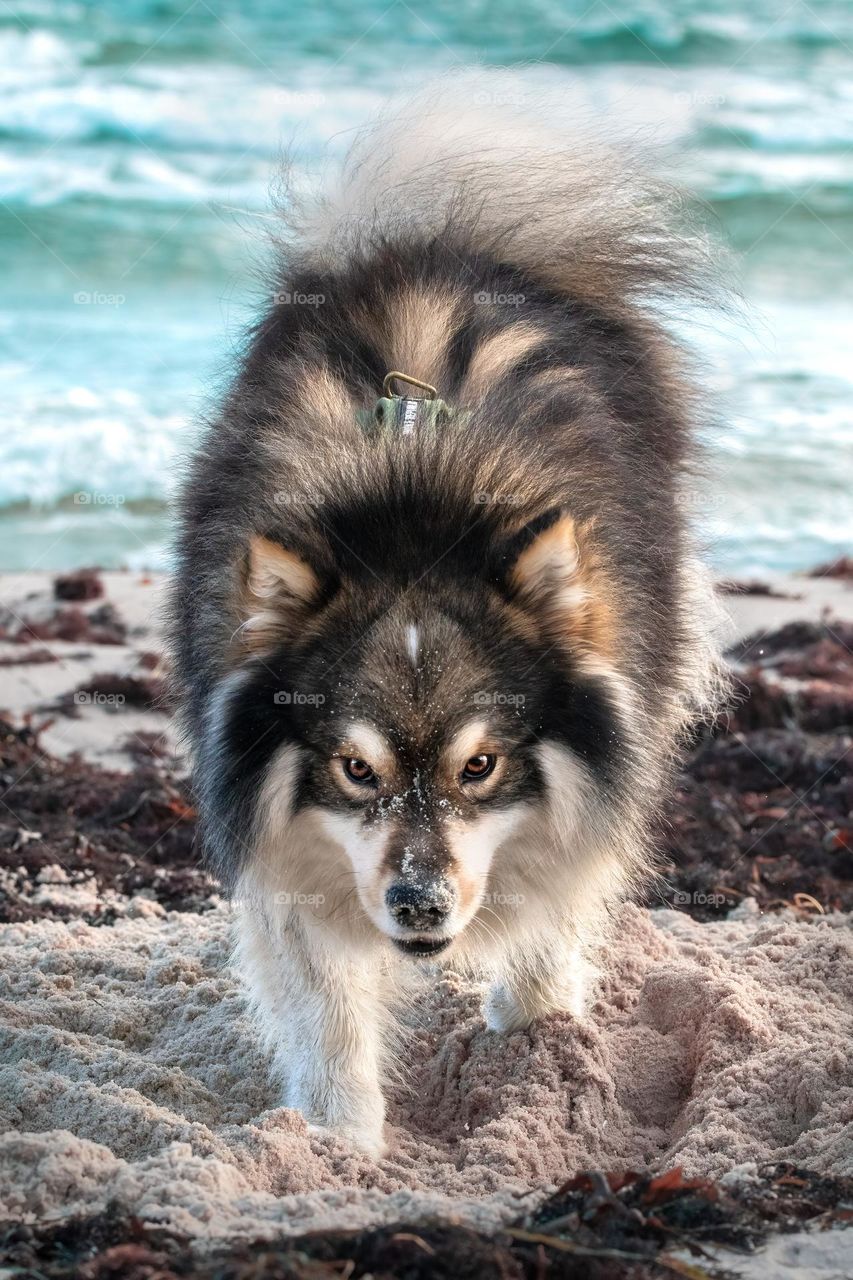 A dog on the beach