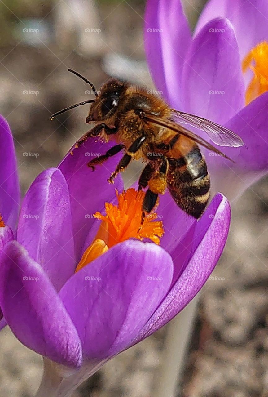 Bee on an crocus