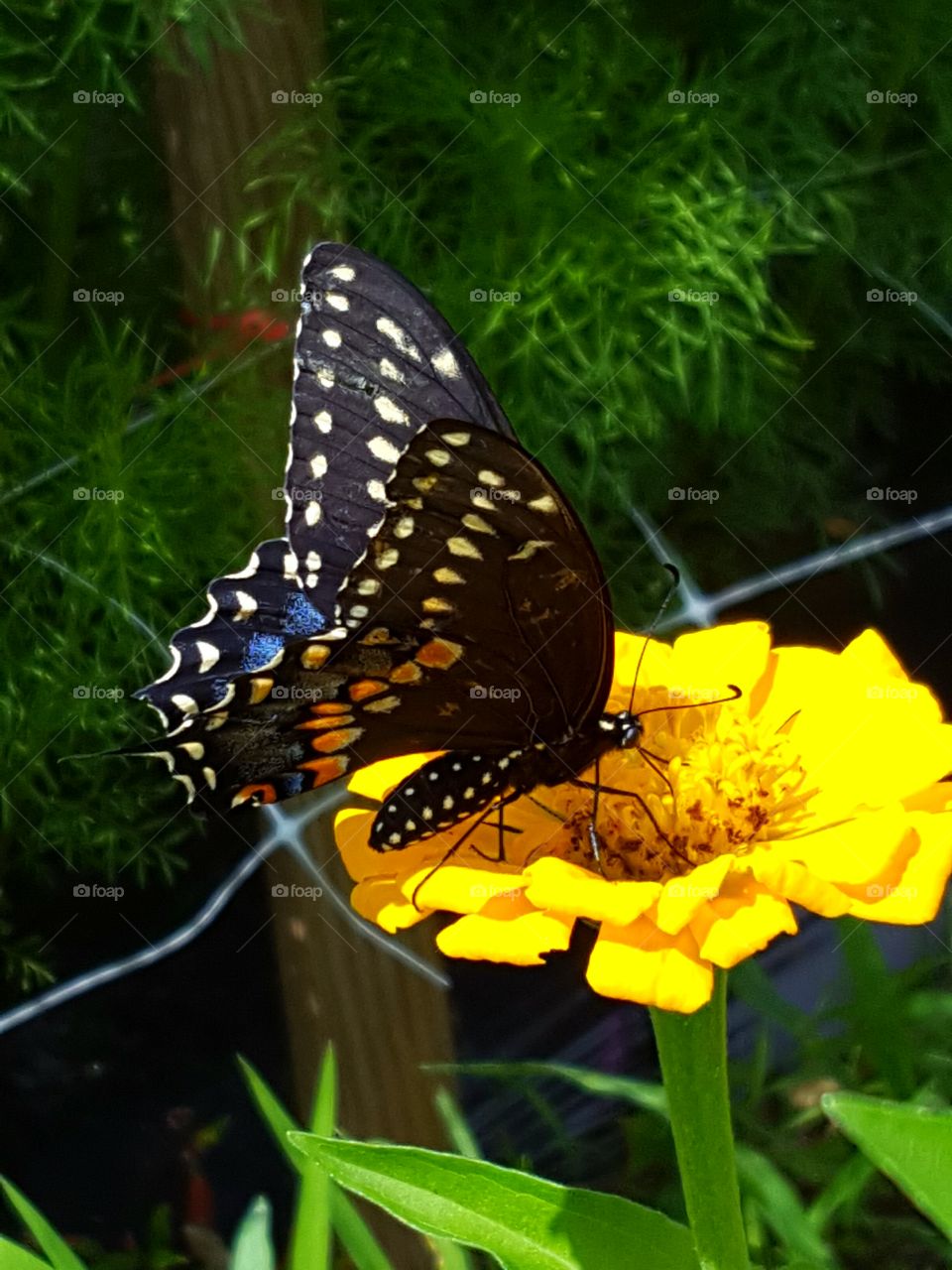 Black butterfly on flower