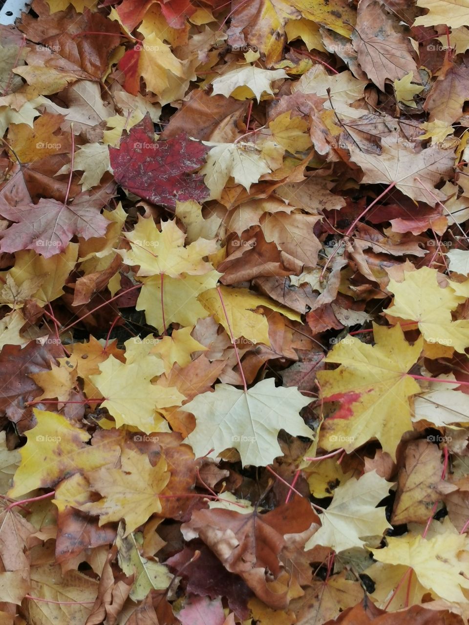 Leaves on the street in autumn 🍂🍁