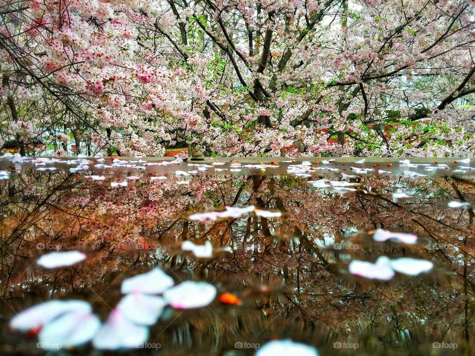 Cherry Blossoms reflected