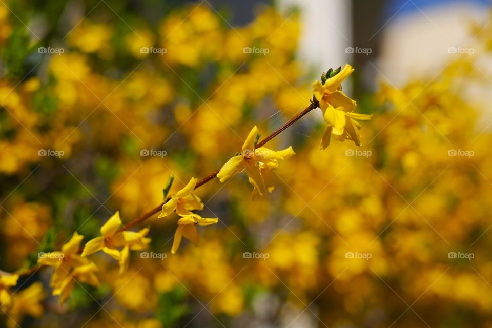 beautiful yellow branch, spring mood, trees bloom in the park