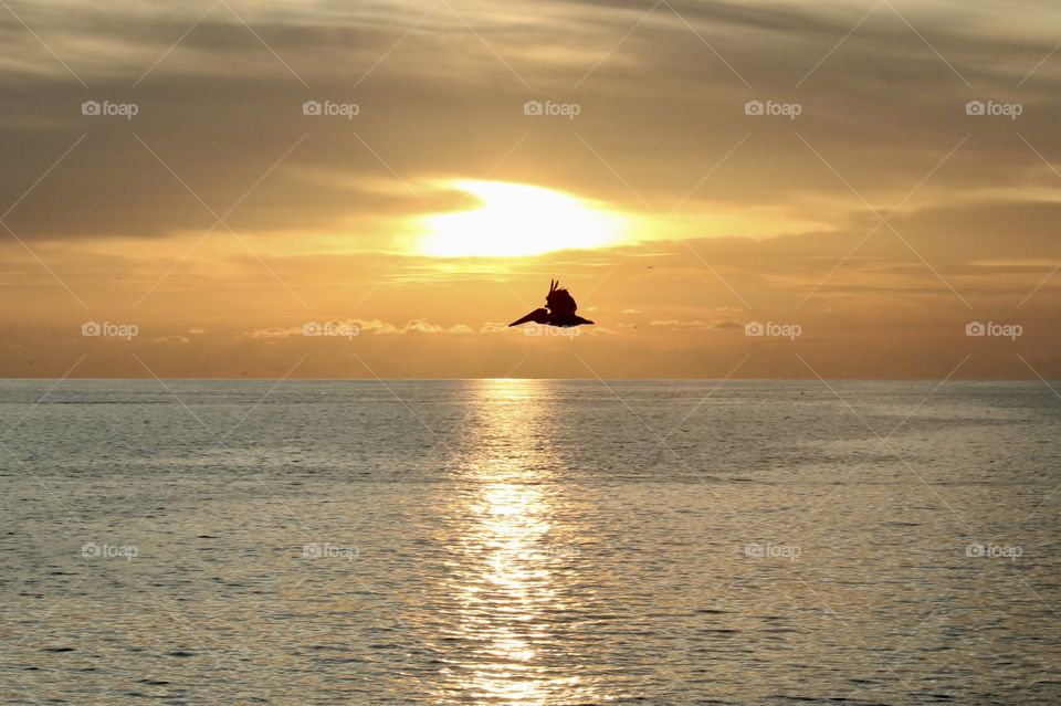 Silhouette of pelican flying over the ocean at sunset 
