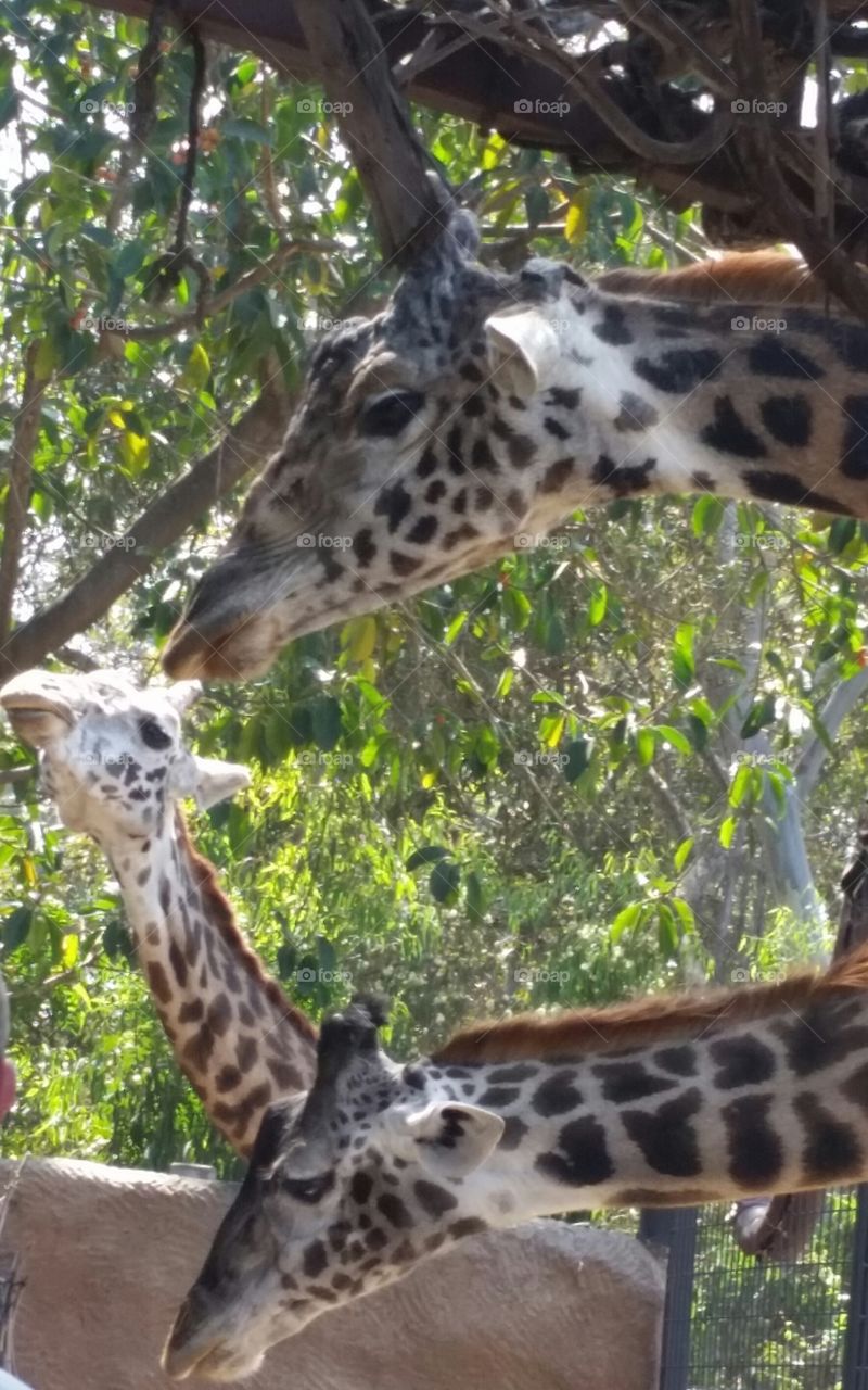 Giraffe heads a md necks