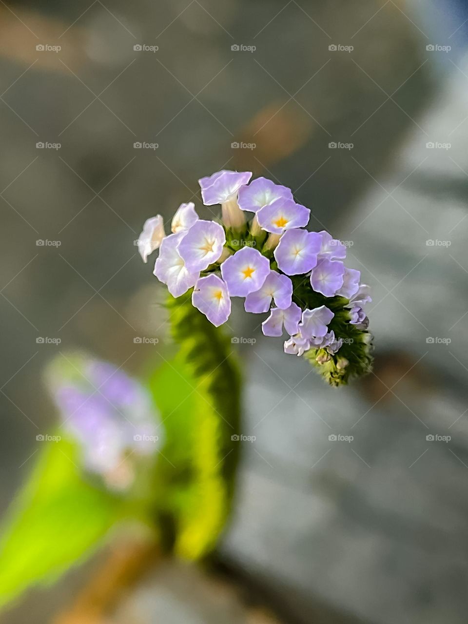 Macro view of a small purplish wild flower with blurry background 