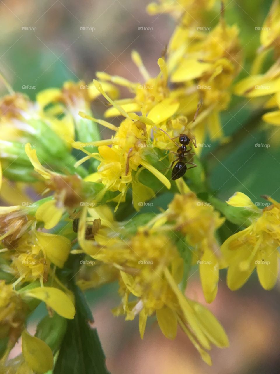 Ant on goldenrod 