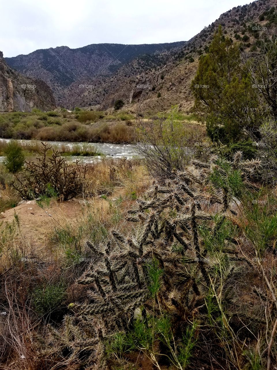 Mountain Cactus and River