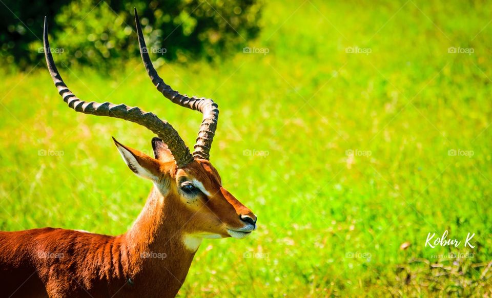 An impala