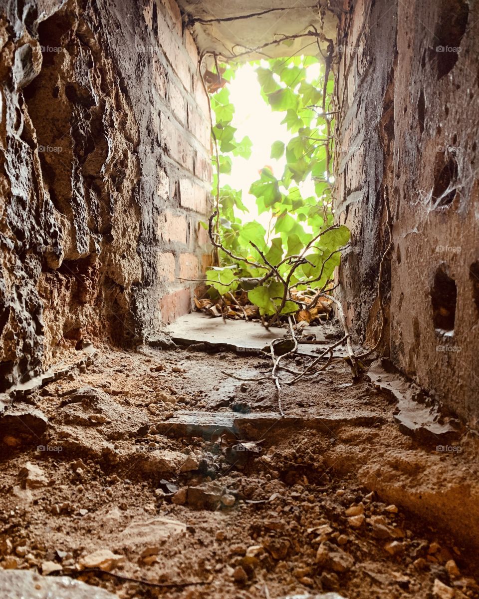 A old window in a castle grown in by a plant