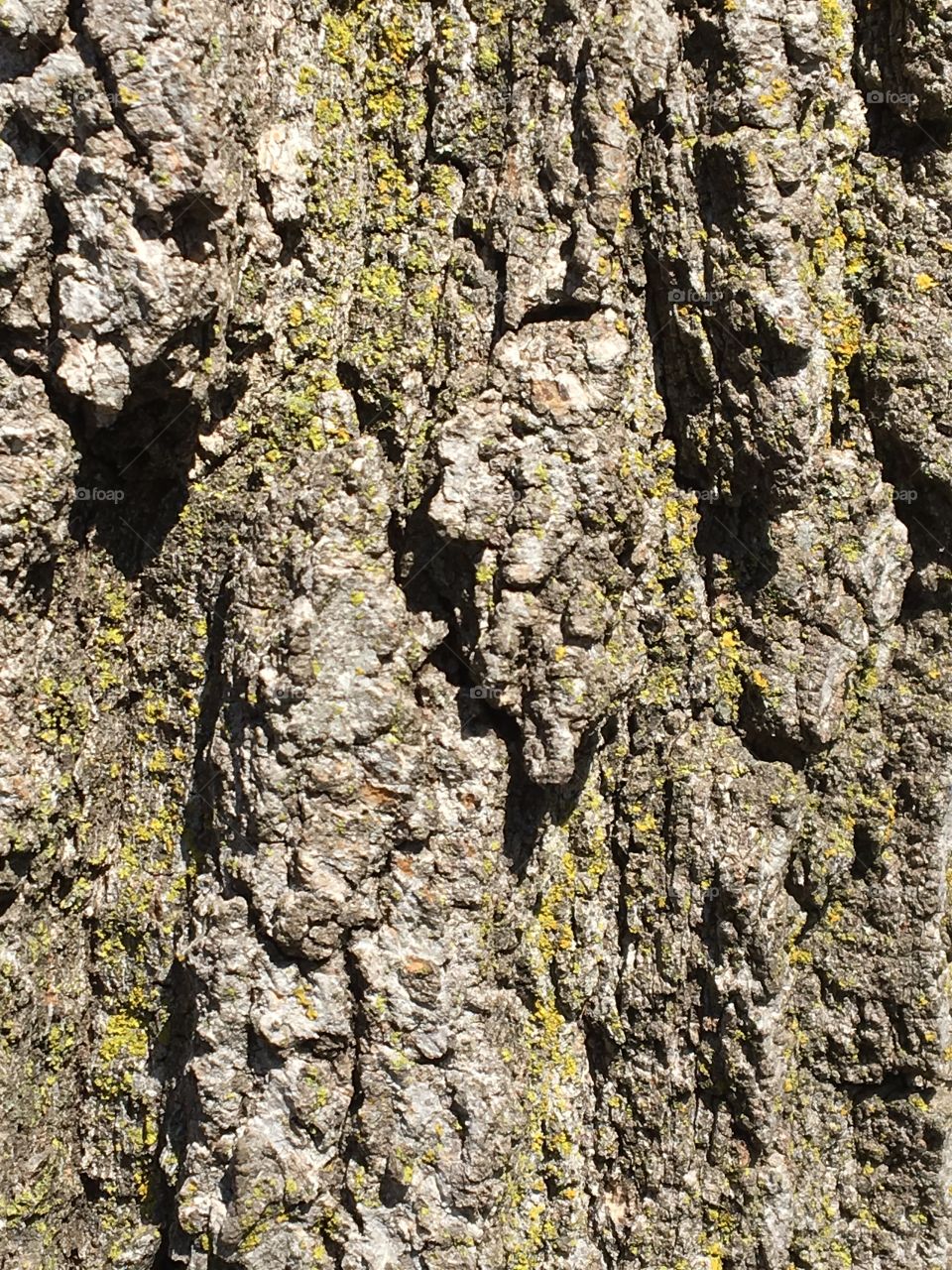 Character-Tree Bark