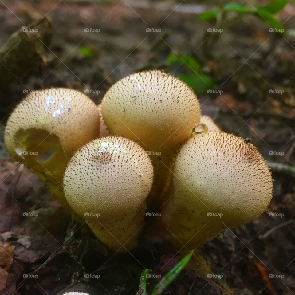 Fungus, Mushroom, Toadstool, Nature, Moss