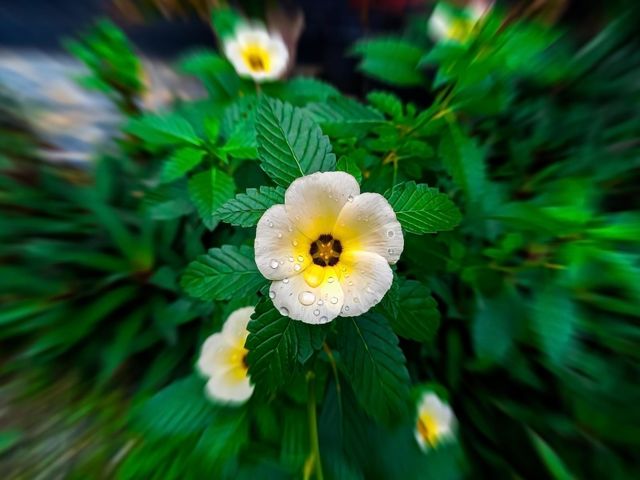 beautiful flower