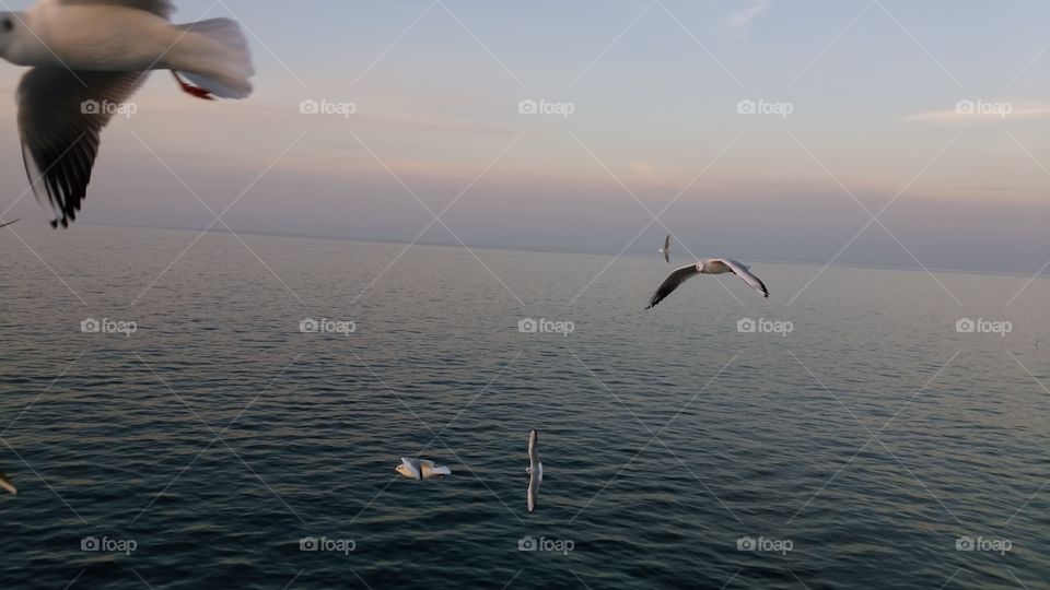 Bird, Water, Seagulls, No Person, Sea