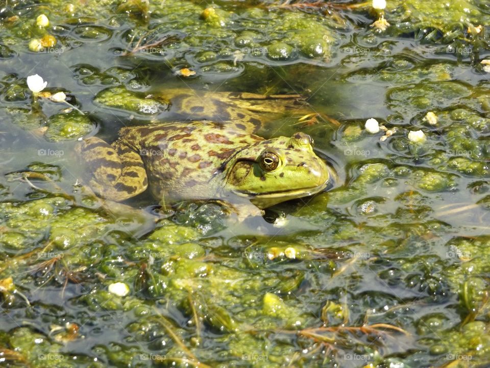 Frog