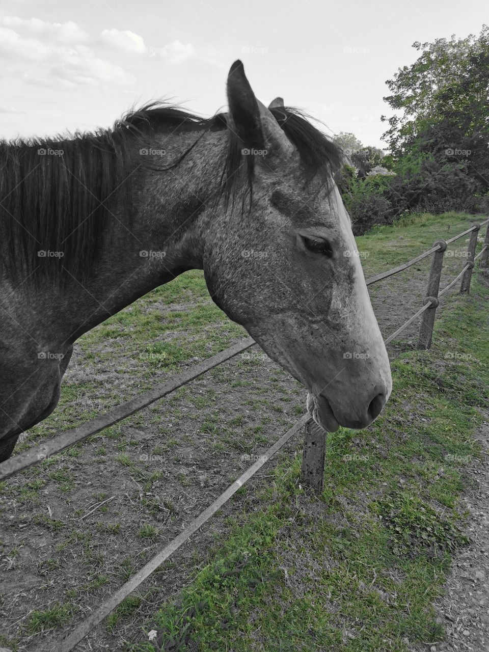 Hertfordshire Horses