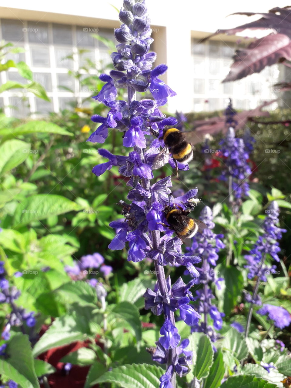 bumblebee flower bug purple tiny litle garde leaf