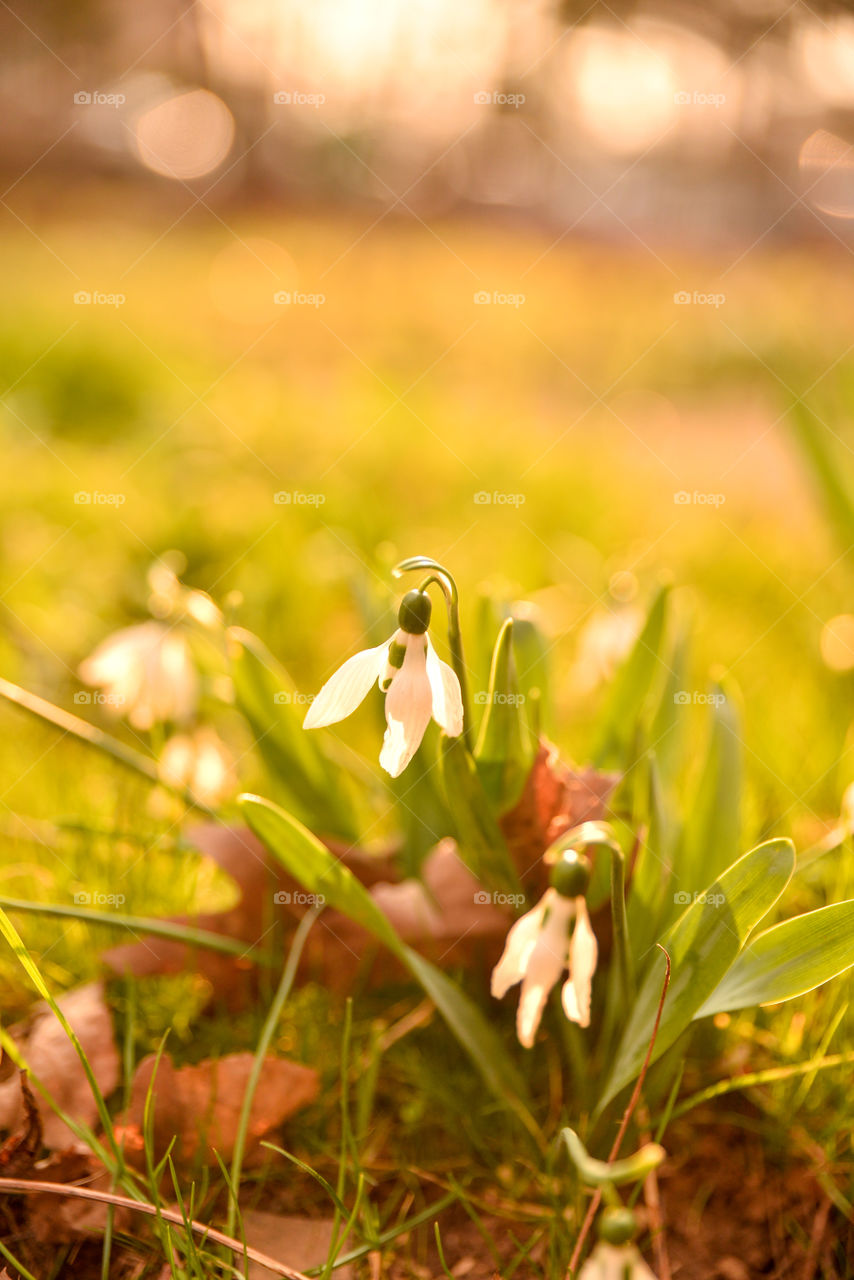 Nature, Grass, Flower, Outdoors, Leaf