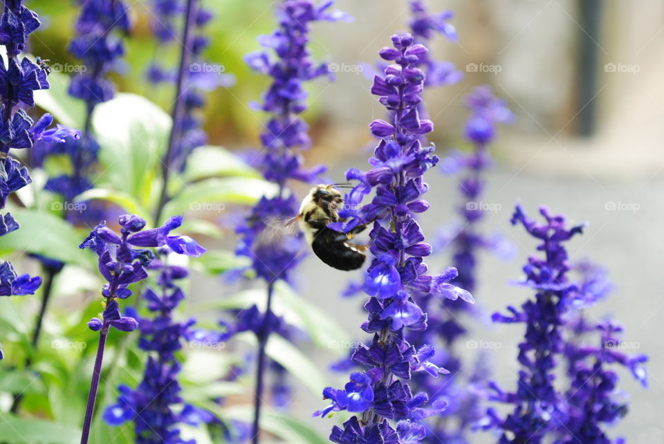 Close-up of honey bee on lavender flower