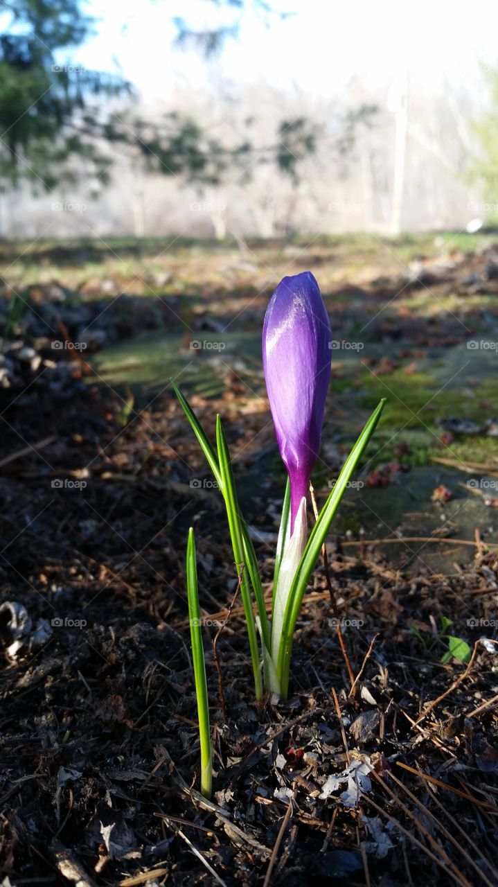 Close-up of purple crocus bud