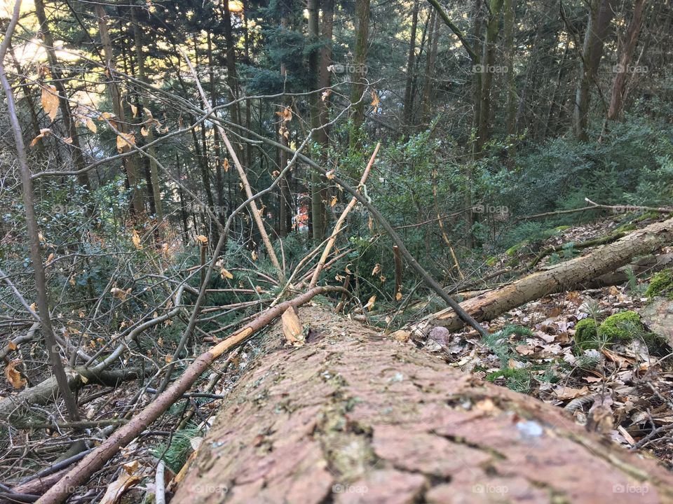 Fallen tree 