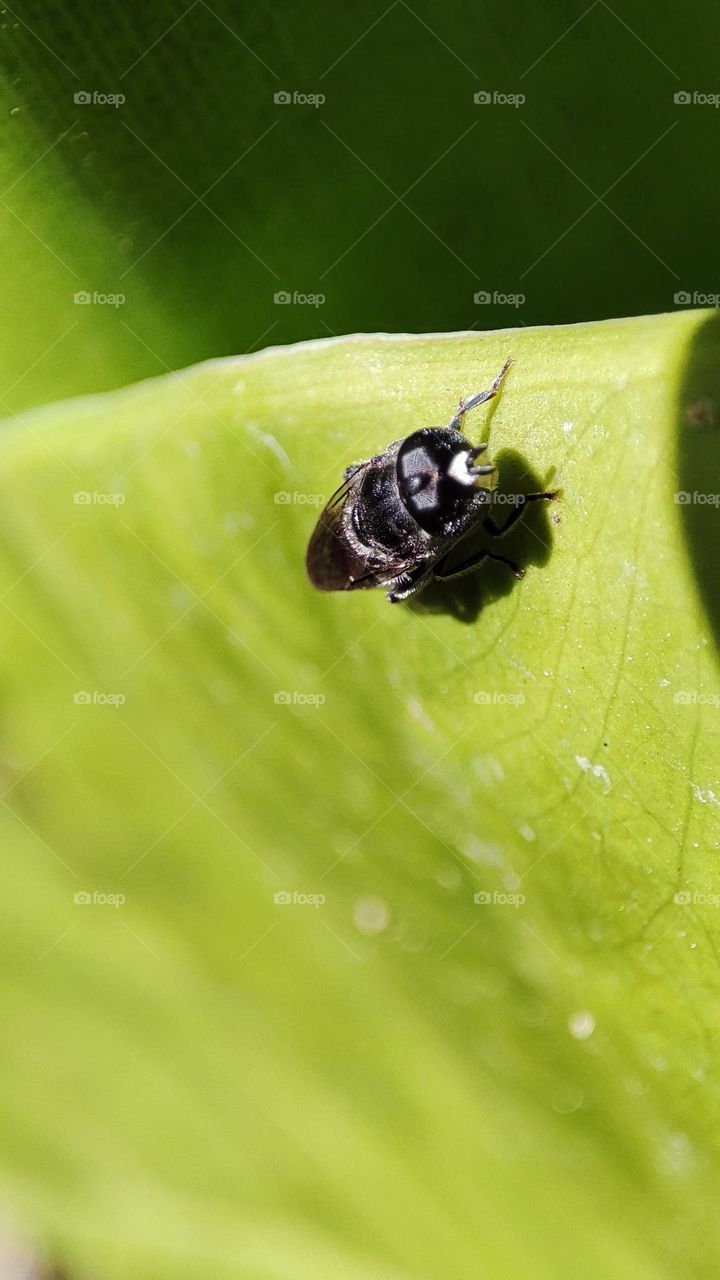 Flie on a leaf