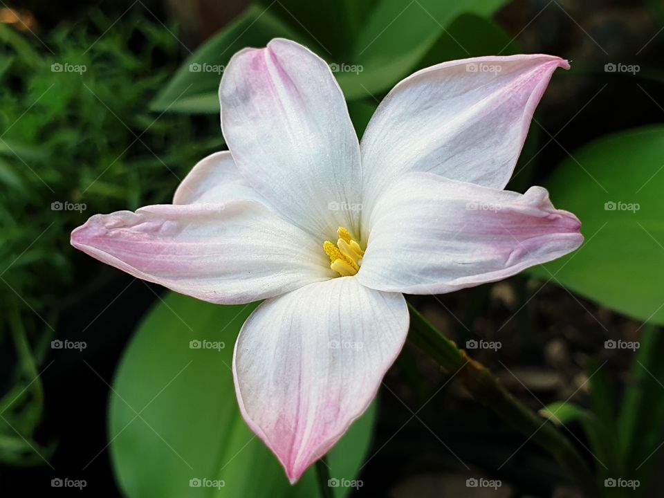 beautiful white pink flowers