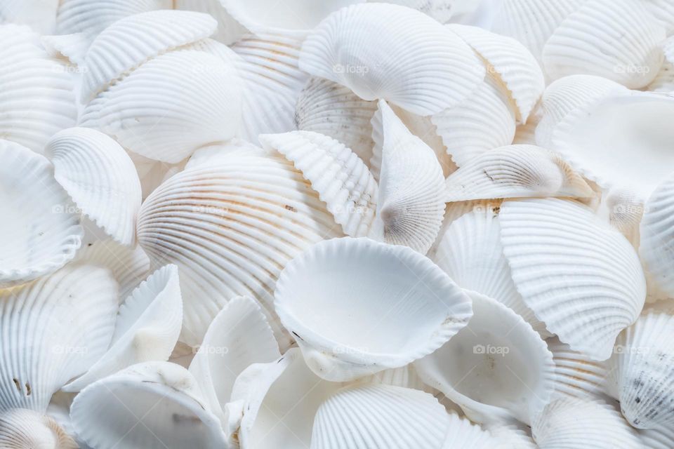 Seashells