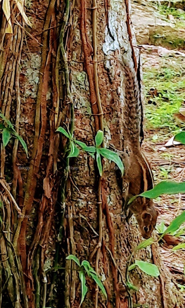 similarity of body colour and environment
