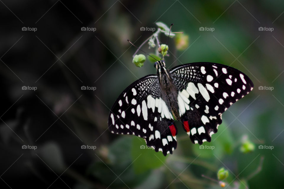 Beautiful butterfly