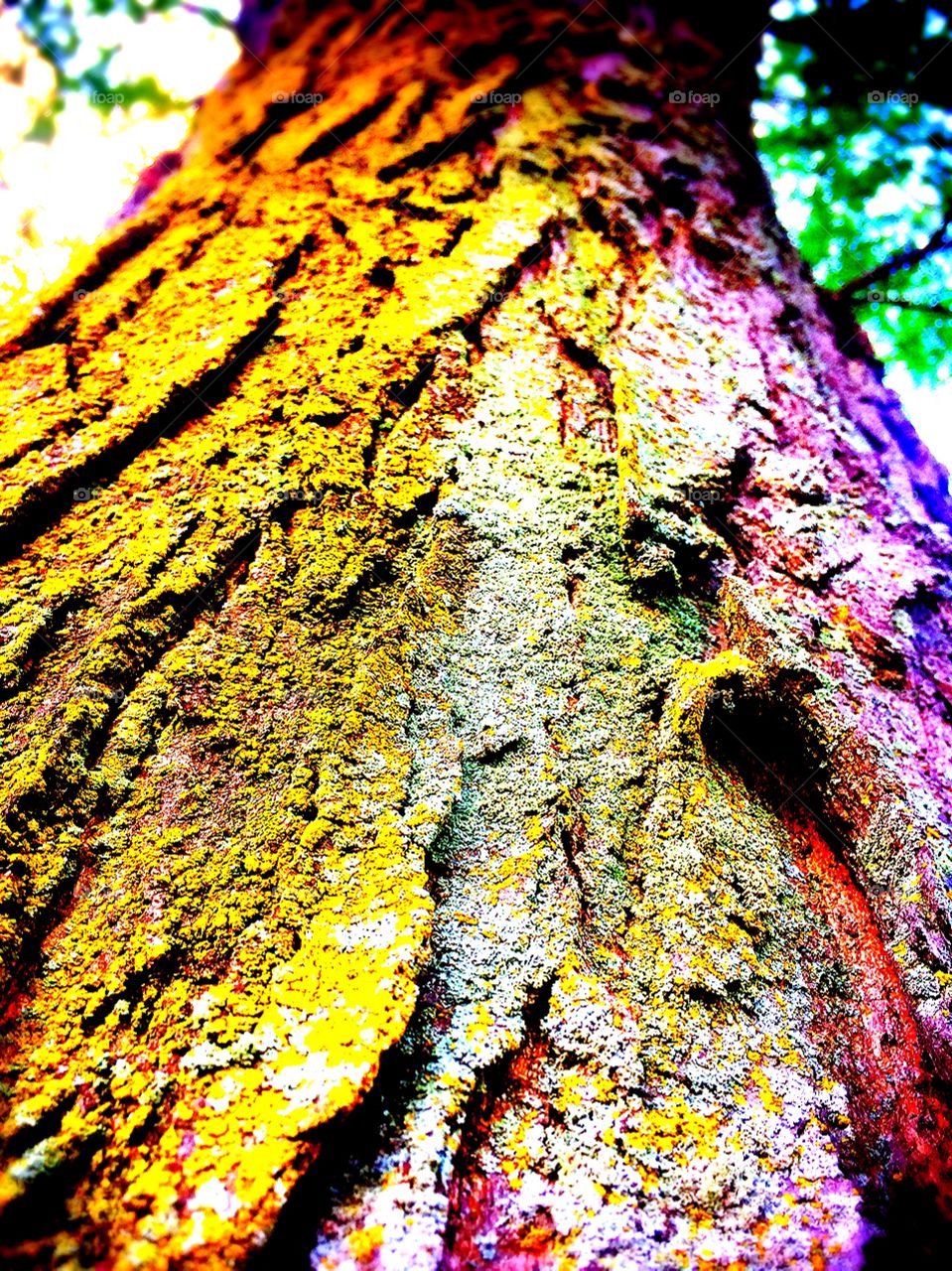 Tree, Nature, Desktop, No Person, Wood
