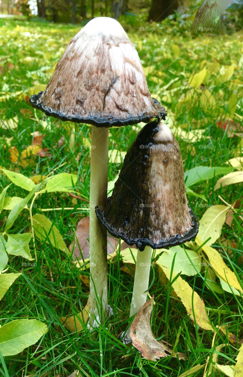 Coprinus comatus, edible mushroom, aka shaggy mane, growing all over my lawn