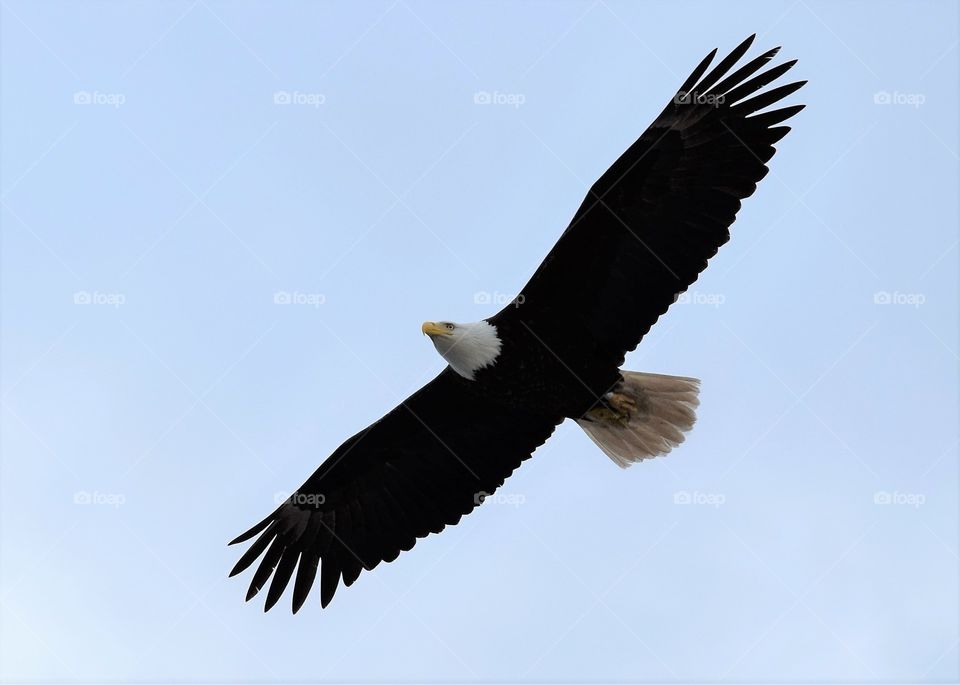 A beautiful and majestic bald eagle flies close overhead