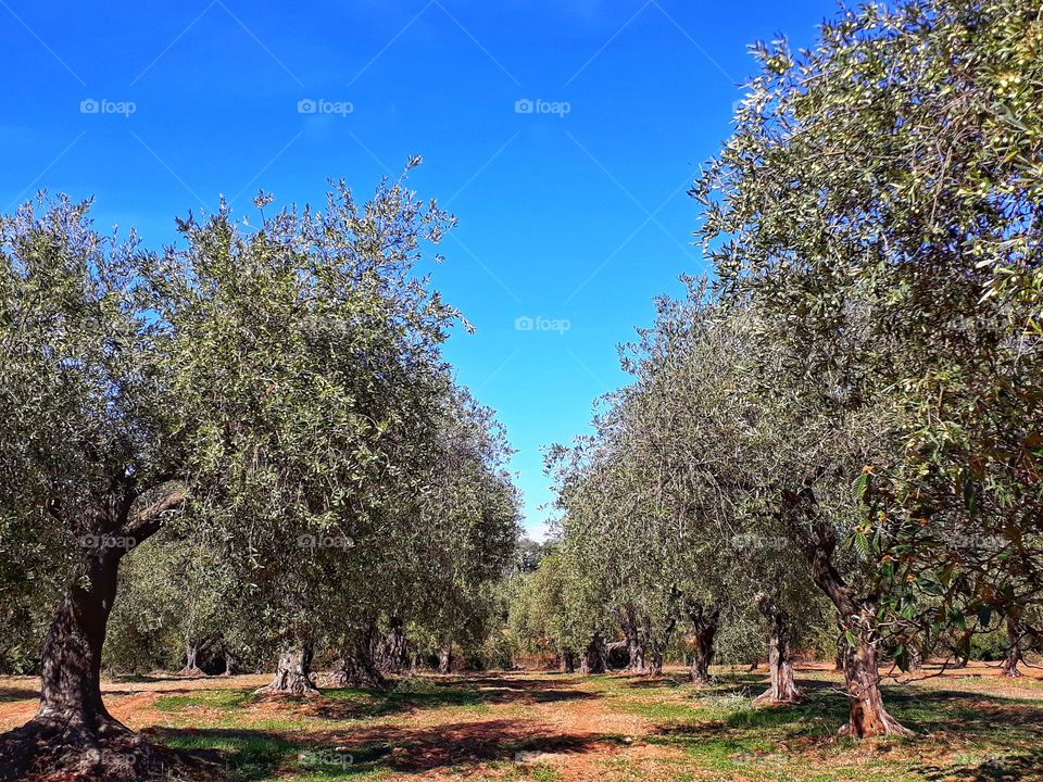 italian olive grove