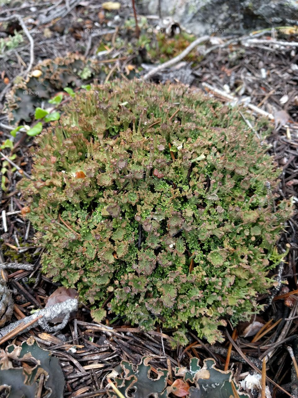 cluster of Lichen