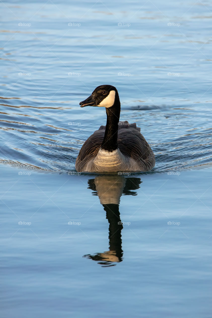 A Canadian goose swimming in a calm lake with a beautiful reflection and symmetrical wake.