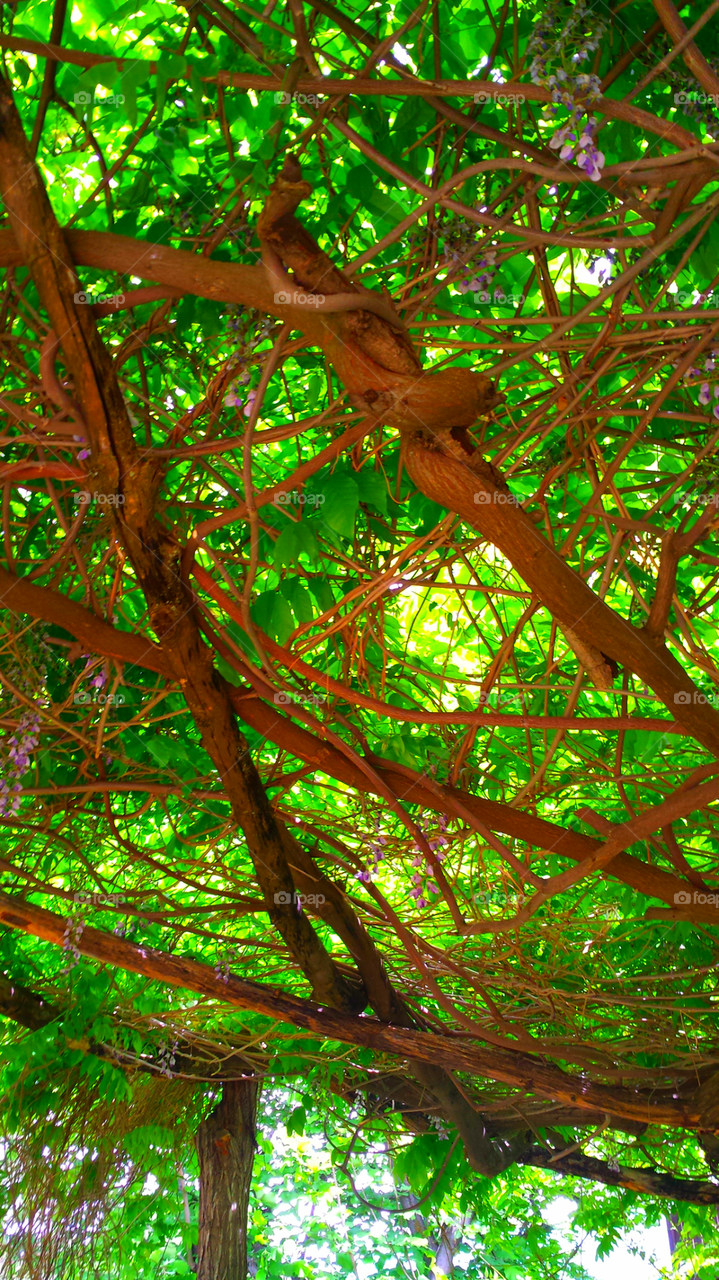 "Wisteria Vine Arbor"
