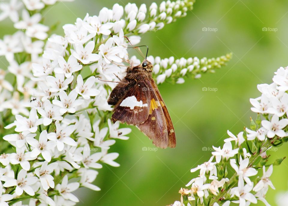 a skipper butterfly pollinating small white flowers